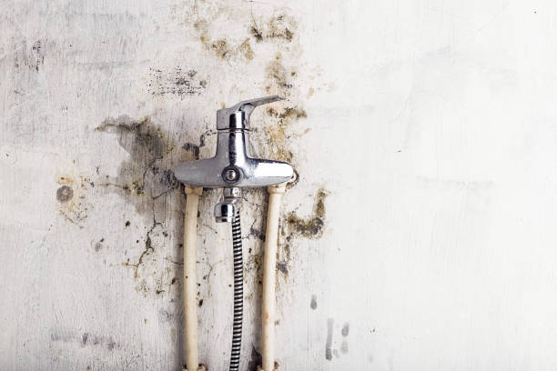 Best Mold Damage Repair  in Alma, MI