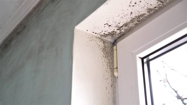 Best Mold Removal Company Near Me  in Alma, MI