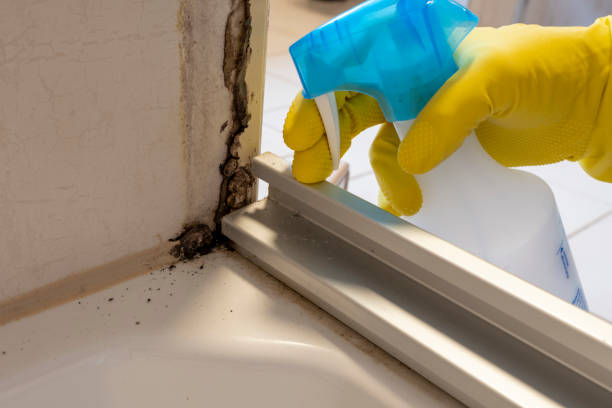 Best Affordable Mold Removal  in Alma, MI