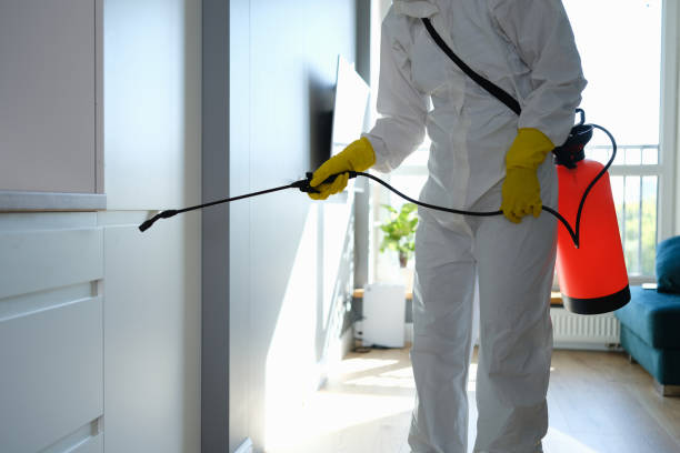 Best Fast Mold Removal  in Alma, MI