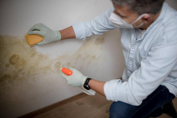 Best Best Mold Removal Companies  in Alma, MI