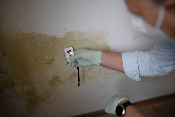 Best Office Mold Removal Services  in Alma, MI