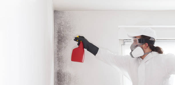 Alma, MI Mold Removal Company