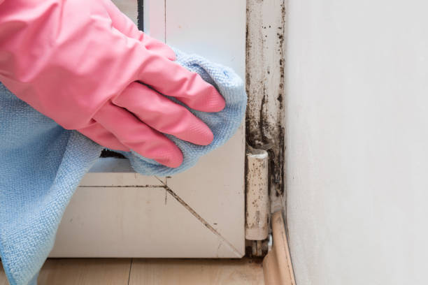 Certified Mold Removal in Alma, MI